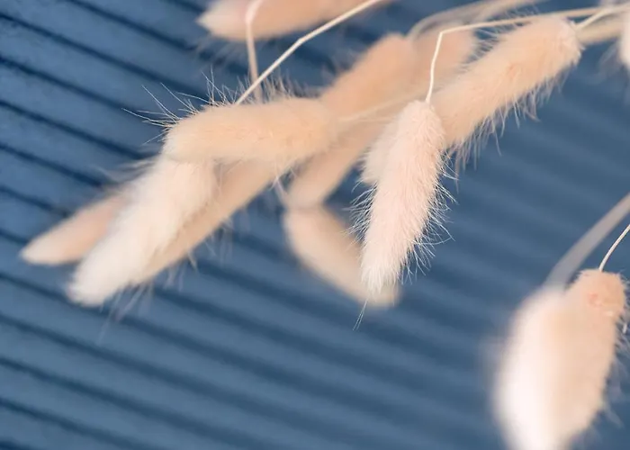 Adler D&d Apartamento Międzywodzie